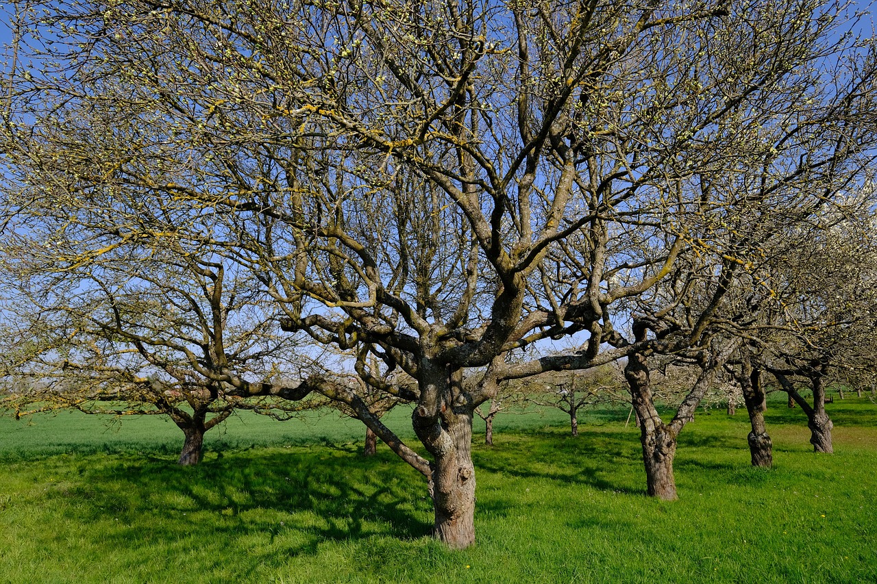 A photo of an apple tree.