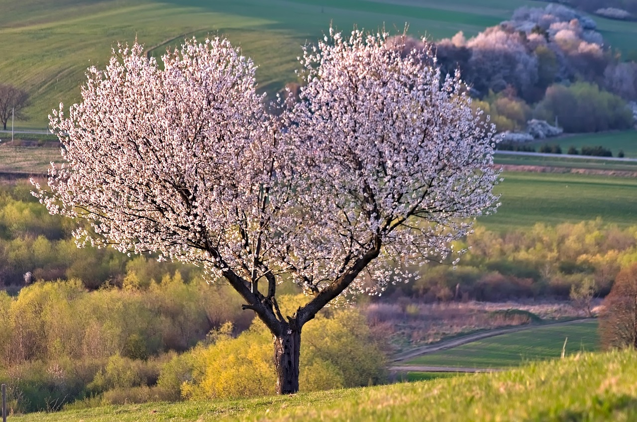 A photo of a cherry tree.