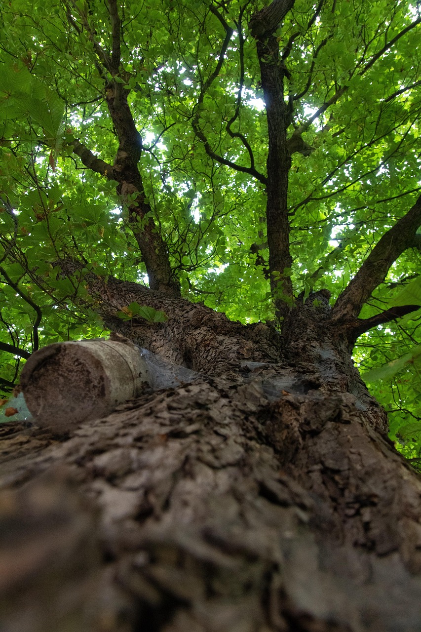 A photo of a hickory tree.