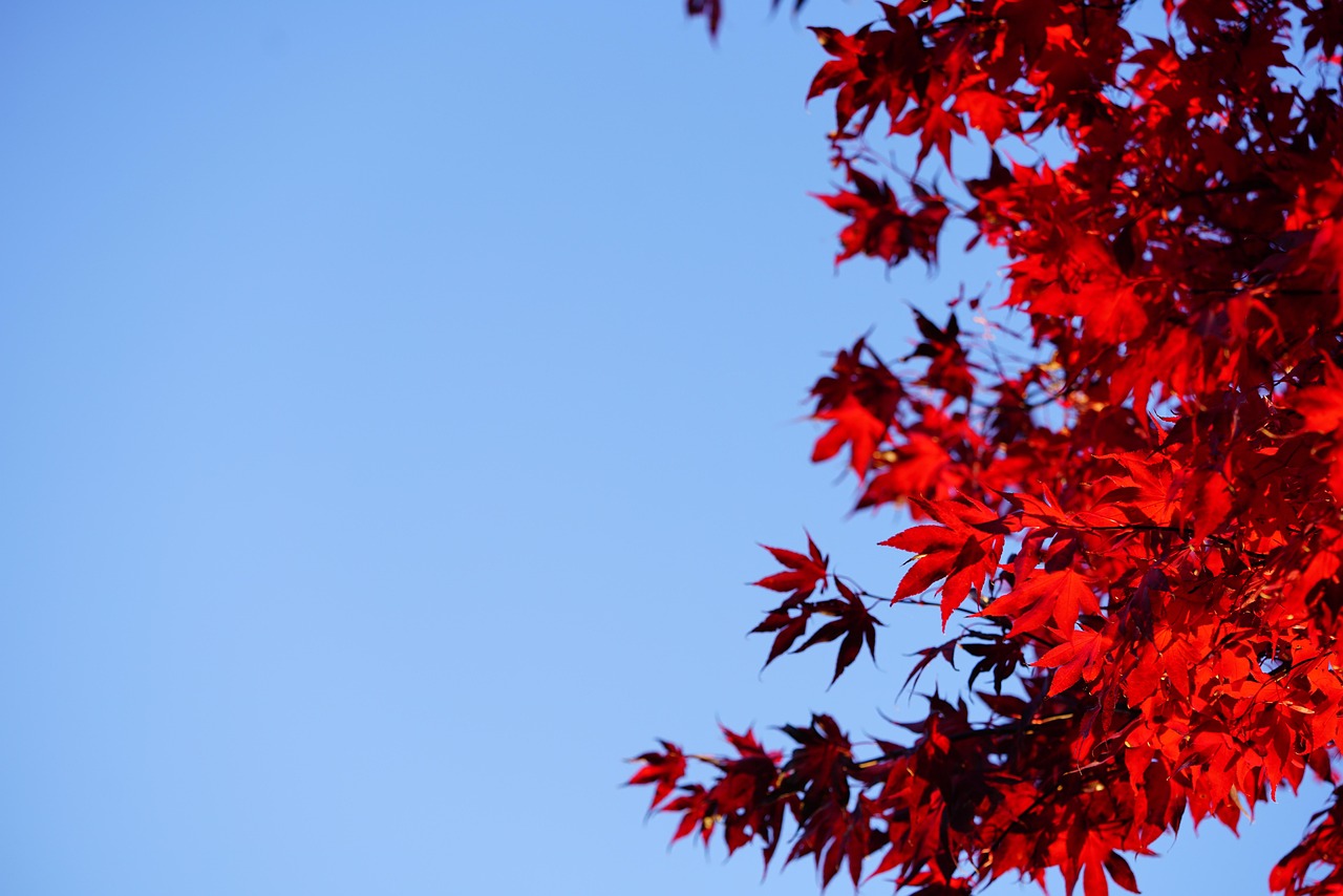 autumn leaves, herb tfärbung, maple foliage, nature, leaves, fall, maple, maple leaves, branch, october, autumn color, autumn colors, japanese maple, fan-maple blades, japanese maple leaves, fan-maple-leaf, maple leaf