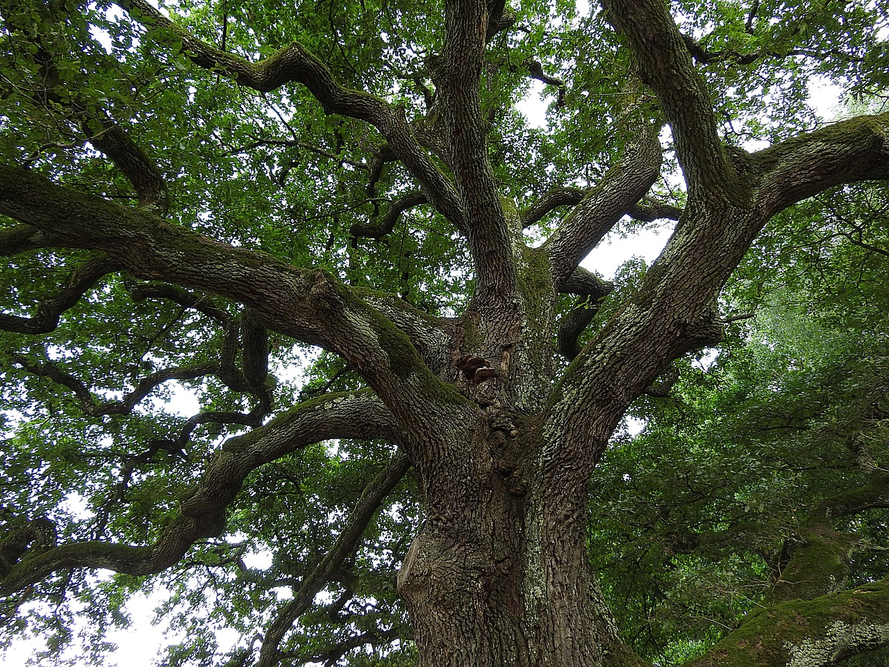 A photo of an oak tree.