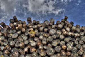 logs, wood, lumber, logging, bole, firewood, pieces of timber, woodpile, wooden, timber, forestry, deforestation, material, logs, lumber, lumber, logging, logging, firewood, timber, timber, deforestation, deforestation, deforestation, deforestation, deforestation